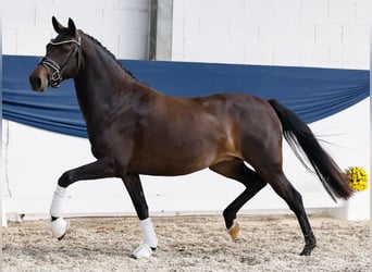 Deutsches Reitpony, Stute, 3 Jahre, 146 cm, Brauner