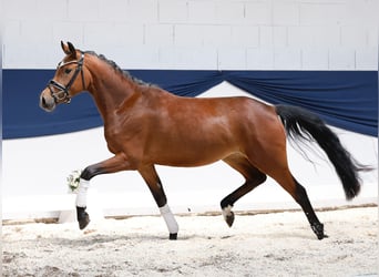 Deutsches Reitpony, Stute, 3 Jahre, 146 cm, Brauner