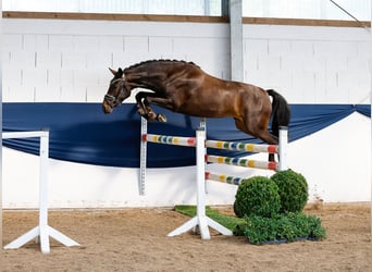 Deutsches Reitpony, Stute, 3 Jahre, 146 cm, Brauner