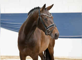 Deutsches Reitpony, Stute, 3 Jahre, 146 cm, Brauner