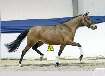 Deutsches Reitpony, Stute, 3 Jahre, 146 cm, Brauner