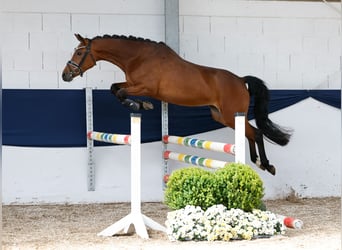 Deutsches Reitpony, Stute, 3 Jahre, 146 cm, Brauner