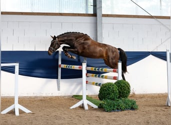 Deutsches Reitpony, Stute, 3 Jahre, 146 cm, Brauner