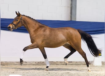 Deutsches Reitpony, Stute, 3 Jahre, 146 cm, Brauner