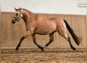 Deutsches Reitpony, Stute, 3 Jahre, 146 cm, Buckskin