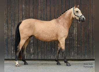 Deutsches Reitpony, Stute, 3 Jahre, 146 cm, Buckskin