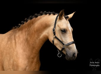 Deutsches Reitpony, Stute, 3 Jahre, 146 cm, Buckskin