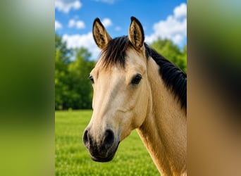 Deutsches Reitpony, Stute, 3 Jahre, 146 cm, Buckskin