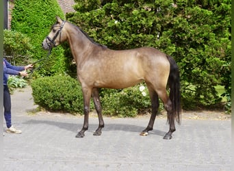 Deutsches Reitpony, Stute, 3 Jahre, 146 cm, Buckskin
