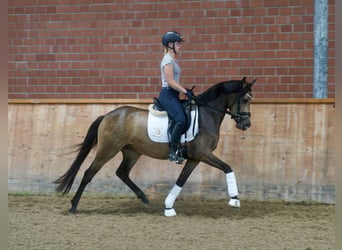Deutsches Reitpony, Stute, 3 Jahre, 146 cm, Buckskin