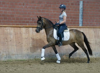 Deutsches Reitpony, Stute, 3 Jahre, 146 cm, Buckskin