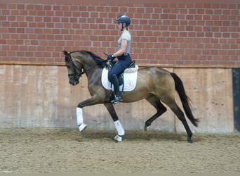 Deutsches Reitpony, Stute, 3 Jahre, 146 cm, Buckskin