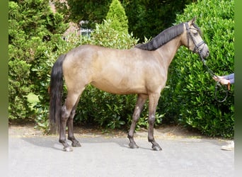 Deutsches Reitpony, Stute, 3 Jahre, 146 cm, Buckskin