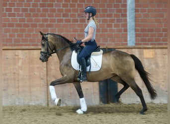 Deutsches Reitpony, Stute, 3 Jahre, 146 cm, Buckskin