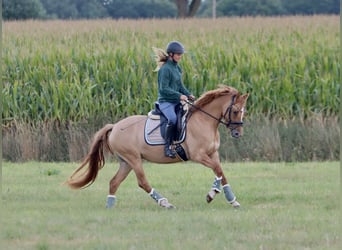 Deutsches Reitpony, Stute, 3 Jahre, 146 cm