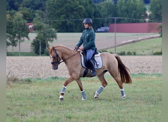 Deutsches Reitpony, Stute, 3 Jahre, 146 cm