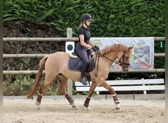 Deutsches Reitpony, Stute, 3 Jahre, 146 cm