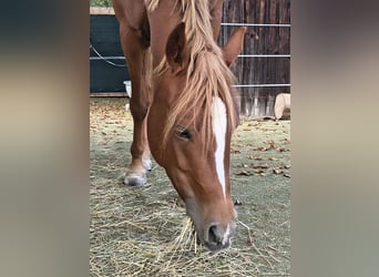 Deutsches Reitpony, Stute, 3 Jahre, 146 cm