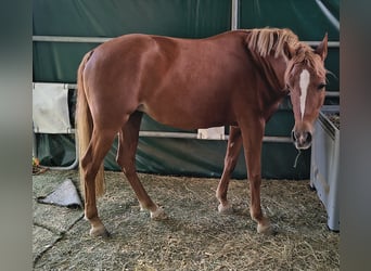 Deutsches Reitpony, Stute, 3 Jahre, 146 cm