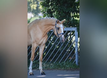 Deutsches Reitpony, Stute, 3 Jahre, 146 cm, Dunalino