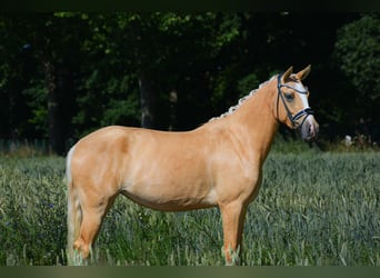 Deutsches Reitpony, Stute, 3 Jahre, 146 cm, Dunalino