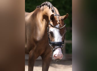 Deutsches Reitpony, Stute, 3 Jahre, 146 cm, Dunkelfuchs