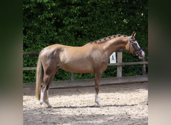 Deutsches Reitpony, Stute, 3 Jahre, 146 cm, Dunkelfuchs