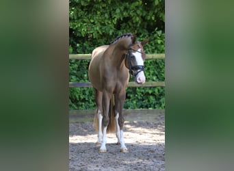 Deutsches Reitpony, Stute, 3 Jahre, 146 cm, Dunkelfuchs