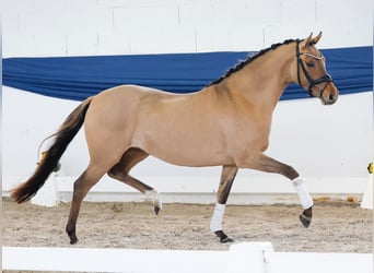 Deutsches Reitpony, Stute, 3 Jahre, 146 cm, Falbe
