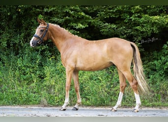 Deutsches Reitpony, Stute, 3 Jahre, 146 cm, Fuchs