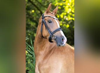 Deutsches Reitpony, Stute, 3 Jahre, 146 cm, Fuchs