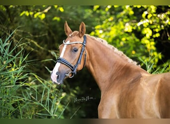 Deutsches Reitpony, Stute, 3 Jahre, 146 cm, Fuchs