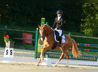 Deutsches Reitpony, Stute, 3 Jahre, 146 cm, Fuchs