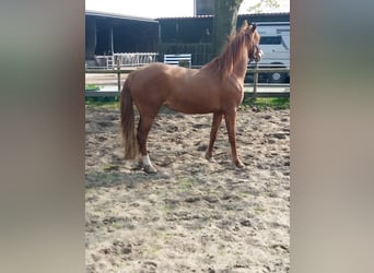 Deutsches Reitpony, Stute, 3 Jahre, 146 cm, Fuchs