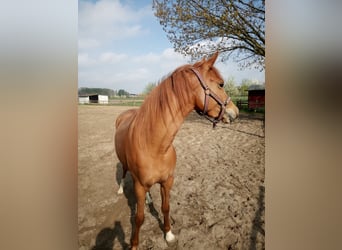 Deutsches Reitpony, Stute, 3 Jahre, 146 cm, Fuchs