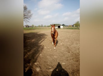 Deutsches Reitpony, Stute, 3 Jahre, 146 cm, Fuchs