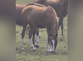 Deutsches Reitpony, Stute, 3 Jahre, 146 cm, Fuchs