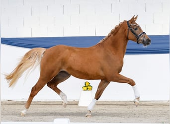Deutsches Reitpony, Stute, 3 Jahre, 146 cm, Fuchs