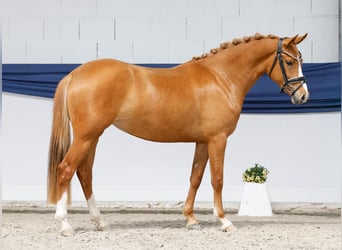 Deutsches Reitpony, Stute, 3 Jahre, 146 cm, Fuchs