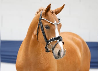 Deutsches Reitpony, Stute, 3 Jahre, 146 cm, Fuchs
