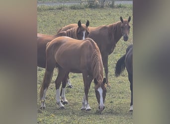 Deutsches Reitpony, Stute, 3 Jahre, 146 cm, Fuchs