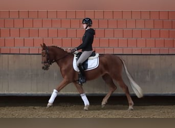 Deutsches Reitpony, Stute, 3 Jahre, 146 cm, Fuchs
