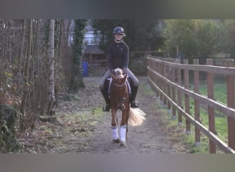 Deutsches Reitpony, Stute, 3 Jahre, 146 cm, Fuchs