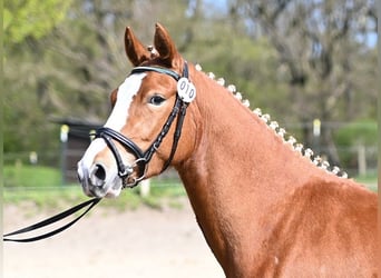 Deutsches Reitpony, Stute, 3 Jahre, 146 cm, Fuchs