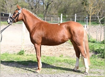 Deutsches Reitpony, Stute, 3 Jahre, 146 cm, Fuchs