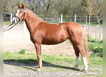 Deutsches Reitpony, Stute, 3 Jahre, 146 cm, Fuchs
