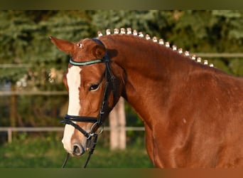 Deutsches Reitpony, Stute, 3 Jahre, 146 cm, Fuchs