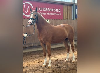 Deutsches Reitpony, Stute, 3 Jahre, 146 cm, Fuchs