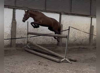 Deutsches Reitpony, Stute, 3 Jahre, 146 cm, Fuchs
