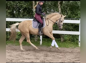 Deutsches Reitpony, Stute, 3 Jahre, 146 cm, Palomino